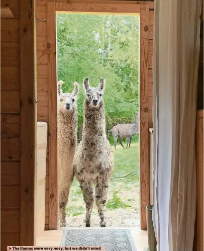  ?? ?? > The llamas were very nosy, but we didn’t mind