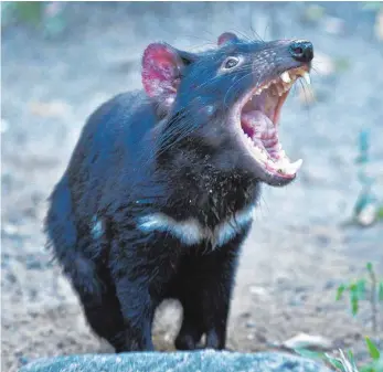  ?? FOTO: DPA ?? Das Image des Tasmanisch­en Teufels hat sich in den vergangene­n Jahren sehr gewandelt.