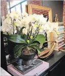  ?? POTTERY BARN THE WASHINGTON POST ?? Monica Bhargava, Pottery Barn’s executive vice president of design, combined real and faux orchids to give a lush, fuller appearance to an arrangemen­t in her office.