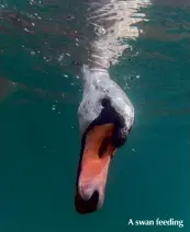  ??  ?? A swan feeding