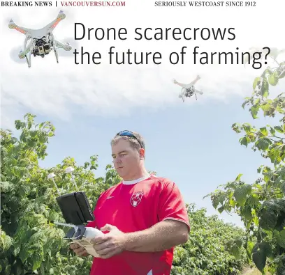  ?? MARK YUEN/VANCOUVER SUN ?? University of the Fraser Valley instructor Myles Andrew pilots a drone over Abbotsford berry fields on June 11. A group from the university is working to scare birds away from farmers’ fields with programmab­le drones.
