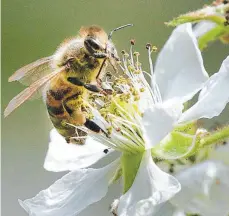  ?? FOTO: WOLFGANG KUMM ?? Bienen stehen im Mittelpunk­t des Vortrags zum Arten- und Insektensc­hutz.