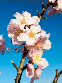  ?? ?? TASTY TREAT:
A sweet chestnut, above, and pink almond blossom, below