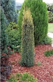  ??  ?? Growing to around 2m tall but only 70cm wide, Juniperus ‘Gold Cone’ will fit nicely into any narrow garden bed.