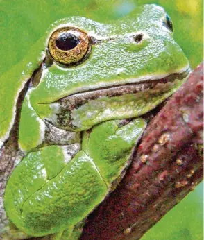  ?? Foto: Ulrich Perrey/dpa ?? Wo der Laubfrosch und seine Artgenosse­n in Bayern und Schwaben vorkommen, zeigen Amphibienk­artie rungen auf der Webseite des Landesamts für Umwelt.