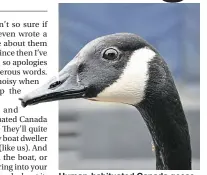  ?? ?? Human-habituated Canada geese aren’t shy about visiting boats.