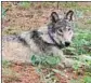  ?? Austin Smith ?? WILDLIFE experts have lost track of a OR-93, an Oregon-born gray wolf who came to California.