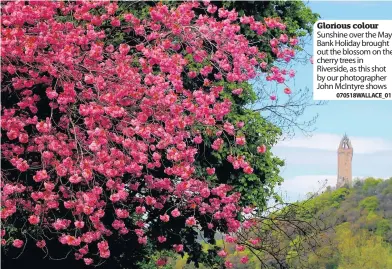  ?? 070518WALL­ACE_01 ?? Glorious colour Sunshine over the May Bank Holiday brought out the blossom on the cherry trees in Riverside, as this shot by our photograph­er John McIntyre shows