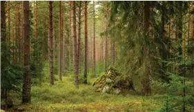  ?? ?? Scandinavi­an countries are worried about their important forestry sector. PHOTO: SHUTTERSTO­CK.COM