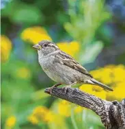  ??  ?? House sparrows are social and vigorous.