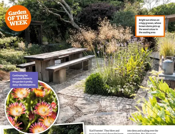  ??  ?? Continuing the succulent theme in the garden is pre y, daisy-like delosperma Bright sun shines on crispy grasses, whose brown stems pick up the wood colour in the seating area