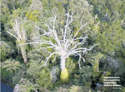  ?? Photo / File ?? Scientists have been funded to target kauri dieback disease.