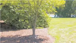  ?? CHICAGO BOTANIC GARDEN ?? Trees often are planted too deep by homeowners and profession­als, so it is a good idea to understand how to position a new tree at the proper depth.