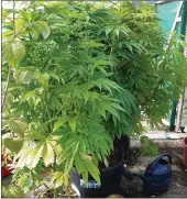  ?? Photos courtesy of An Garda Síochana. ?? Left: Cannabis plants seized at a house in Lispole last week. A file is being prepared for the DPP following an arrest of a man in his 40’s