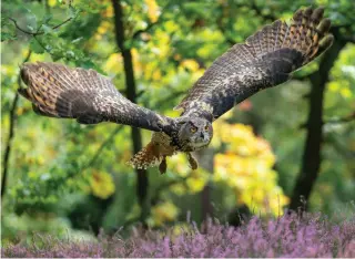  ?? ?? Eagle owls would regulate numbers of buzzards and hen harriers, letting smaller birds flourish