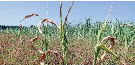  ?? FOTO: MALZ ?? Vertrockne­te Maisfelder sorgten auch im Bergischen für Ernteausfä­lle und damit für Not bei Landwirten.