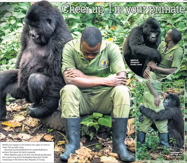  ??  ?? WHEN your keeper is not looking very apey, it’s time to cheer him up with a hug.
Mountain gorilla Matabishi first copied Matthieu’s posture then gave his hand a squeeze.
When Matthieu got to his feet, the female gorilla gave him a warm hug at the...