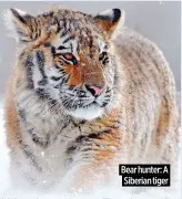  ?? ?? Bear hunter: A Siberian tiger