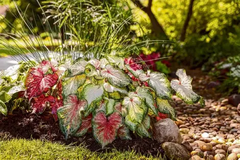  ?? Associated Press ?? This undated photo provided by Proven Winners shows Heart to Heart “Bold ’N Beautiful” and “Scarlet Flame” Caladium varieties, which can be planted in sunny or shady conditions.