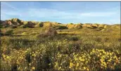  ?? COURTESY OF CUYAMA BUCKHORN ?? Take a picnic lunch to take to see the valley’s spring blooms at Carrizo Plain National Monument as part of the Wild Flour Weekend planned by the Cuyama Buckhorn on March 19 and 20.