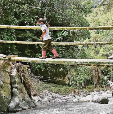  ??  ?? En esta zona del Pacífico, muchos de los ríos cuentan con puentes improvisad­os en los que a diario se movilizan loses para cumplir la cita.