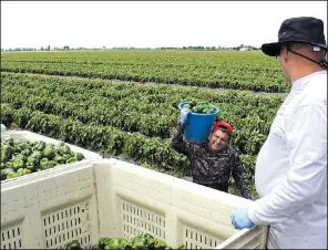  ?? Arkansas Democrat-Gazette/STEPHEN STEED ?? Farm workers pick bell peppers at Hawkins Farms north of Leachville in Mississipp­i County. The 160 acres of peppers, squash, zucchini and other vegetables on the farm have not been damaged by the herbicide dicamba.