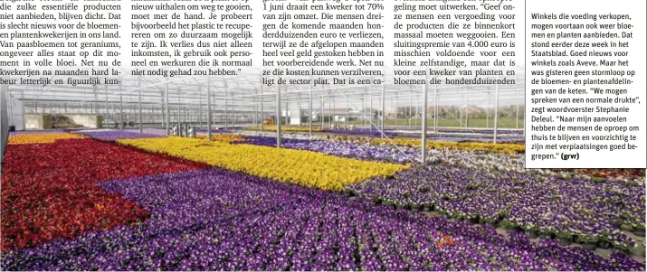  ?? FOTO JOREN DE WEERDT ?? De kwekerij van Marc Verbruggen in Onze-Lieve-Vrouw-Waver is 15.000 vierkante meter groot. “Maar als het zo blijft, moeten we onze viooltjes weggooien.”