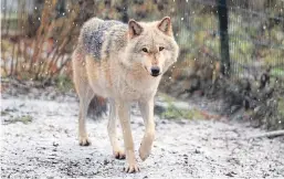  ??  ?? The Commission says farmers should be given full compensati­on for losses from attacks by wolves, for instance.