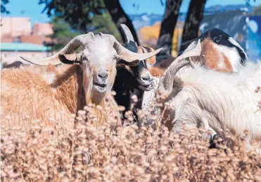  ?? EDDIE MOORE/JOURNAL ?? More than 50 goats and sheep from Horned Locust Goatscapin­g have been put to work grooming native grasses in the Santa Fe Railyard.