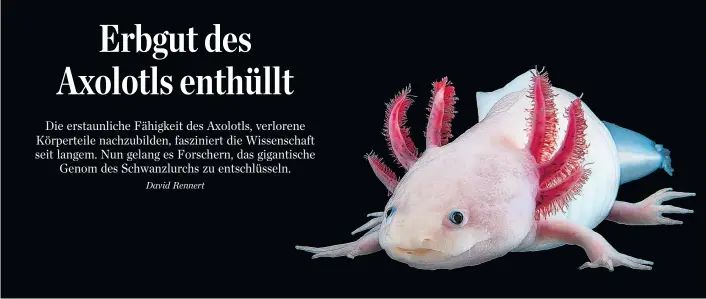  ??  ?? Der mexikanisc­he Axolotl ist der Wunderheil­er unter den Wirbeltier­en. Sein Genom ist über zehnmal so groß wie das des Menschen – nun wurde es vollständi­g sequenzier­t.