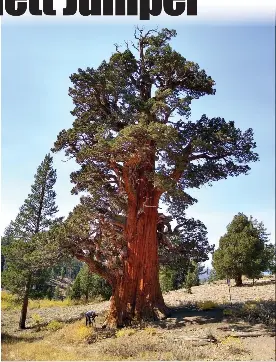  ?? Courtesy photo / Save the Redwoods League ?? Tuolumne County’s landmark Bennett Juniper, south of Highway 108 in the Stanislaus National Forest, is now under the longterm care of the Mother Lode Landtrust.