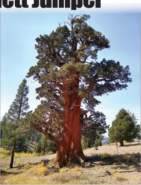  ?? Courtesy photo / Save the Redwoods League ?? Tuolumne County’s landmark Bennett Juniper, south of Highway 108 in the Stanislaus National Forest, is now under the longterm care of the Mother Lode Landtrust.