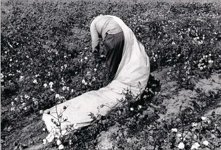  ?? JEFF MCADORY/THE COMMERCIAL APPEAL FILE ?? A man picks cotton in the small field next to his Mound Bayou home in 1983. As the cotton business mechanized and faded, the steady flow of rural workers to Memphis has created a city of strong character, yet one that some would say is backward and...