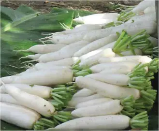  ??  ?? Radish does not require big capital. The seeds are cheap and the crop can be harvested in 40 days.