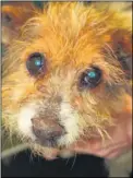  ??  ?? Frances the terrier has been re-homed; the dog was kept chained up in filthy conditions