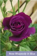  ??  ?? Rose Rhapsody in Blue