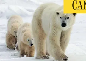  ?? JONATHAN HAYWARD / THE CANADIAN PRESS FILES ?? A polar bear and cubs go for a walk near Churchill, Man. There is growing disagreeme­nt between the Inuit and scientists on how climate change will affect the bears.