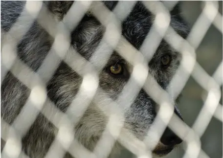  ?? CREDIT: JOCHEN SCHLENKER/GETTY IMAGES ?? Fencing wolves out may be a better solution than fencing them in.