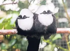  ?? FOTO: WERNER SCHEURER ?? Die beiden Schwarzwei­ßhäherling­e sind aus dem britischen Chester an den Rhein gekommen. Sie leben in der Fasanerie des Zoos.