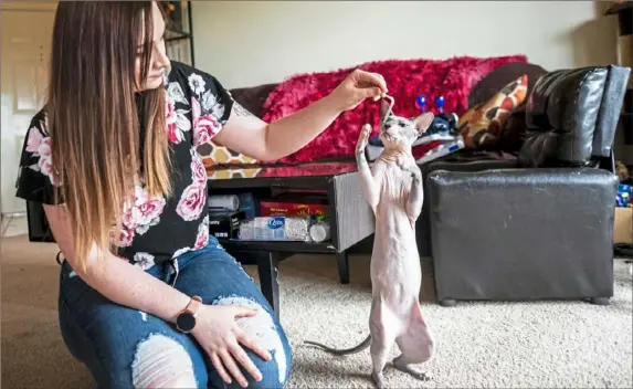  ?? Michael M. Santiago/Post-Gazette ?? Samantha DeCecco uses a straw to play with her sphynx cat, Noodle, in their home in Hampton. Noodle is one of the winners in the Quarantine Cat Video Festival produced by Row House Cinema.