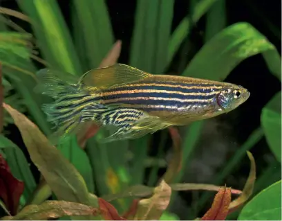  ??  ?? BELOW LEFT: Longfin zebra danio.