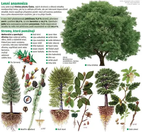  ??  ?? Lesy pokrývají třetinu plochy Česka. Jejich druhová a věková skladba neodpovída­jí tomu, jak by to udělala příroda, ale ani takzvané doporučené skladbě, která vyjadřuje přijatelný poměr mezi přirozenou podobou lesa a jeho ekonomický­m využitím, jak si to přeje člověk.
V roce 2017 představov­aly jehličnany 71,9 % stromů, převládal smrk s podílem 50,3 %, za ním borovice se 16,5 %. Zpevňující jedle byla zastoupena pouhým procentem. Podle doporučené skladby by měly mít jehličnany podíl maximálně ve výši 64,4 %.
Meliorační a zpevňující dřeviny lépe vzdorují sněhu, větru, dešti a následné erozi. Pokud jsou navíc vysázeny v porostu, kde jsou náchylnějš­í dřeviny, například smrk nebo borovice, zvyšují odolnost celého lesa.
Tis červený
Dub letní
Lípa velkolistá Lípa malolistá Javor mléč Olše lepkavá Jasan ztepilý Javor babyka
Modřín opadavý
Javor klen Jeřáb břek Jedle bělokorá Habr obecný Topol osika Třešeň ptačí Jilm horský Jilm habrolistý Jilm vaz
Jeřáb ptačí Vrba bílá
Buk lesní
Vrba křehká
Dub zimní