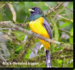  ??  ?? Black-throated trogon