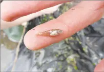  ?? M. VRTÍLEK, J. ŽÁK, M. REICHARD VIA THE NEW YORK TIMES ?? A killifish, the Nothobranc­hius furzeri or African annual fish, is displayed on a researcher’s finger. Researcher­s report in a new paper that N. furzeri has the quickest known rate of sexual maturity of any vertebrate — approximat­ely two weeks.