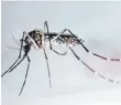  ?? FOTO: DPA ?? Um Gelbfieber­mücken (Aedes aegypti) geht es in der Studie.