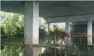  ?? Photograph: Florida Department of Transporta­tion ?? A Florida panther passes under Alligator Alley, once notoriousl­y dangerous for wildlife.