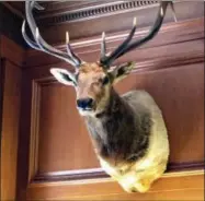  ?? THE ASSOCIATED PRESS ?? This undated photo provided by Christophe­r Scalia shows an elk shot by Justice Antonin Scalia that has remained in the new Justice Neil Gorsuch’s chambers in the Supreme Court in Washington. When Supreme Court Justice Neil Gorsuch got appointed to the...