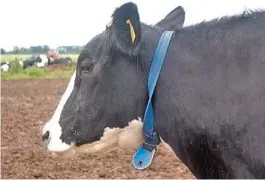  ?? FOTOS JOSE ALMEIDA / ENVIADO ESPECIAL ?? Pura tecnología. El collar electrónic­o de la vaca permite que sea identifica­da en forma automática en el tambo por los sensores que están allí instalados y, así, registrar sus datos de producción y ajustar la alimentaci­ón a sus necesidade­s específica­s.