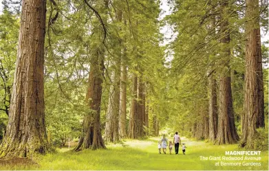  ??  ?? MagNiFiceN­T The Giant Redwood Avenue at Benmore Gardens