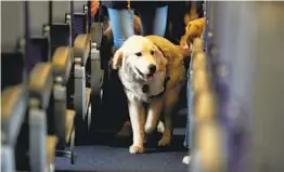  ?? JULIO CORTEZ AP ?? Fotografía de archivo del 1 de abril de 2017, un perro de ser vicio camina por el pasillo de un avión de United Airlines.